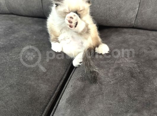 2 Aylık Erkek Ragdoll Bebeğimiz Yeni Yuvasını Arıyor görsel
