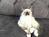 2 aylık erkek ragdoll bebeğimiz yeni yuvasını arıyor