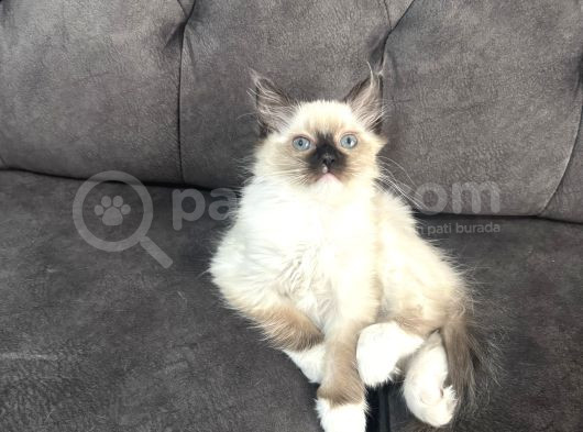 2 Aylık Erkek Ragdoll Bebeğimiz Yeni Yuvasını Arıyor