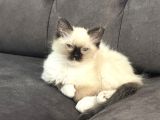 2 Aylık Erkek Ragdoll Bebeğimiz Yeni Yuvasını Arıyor