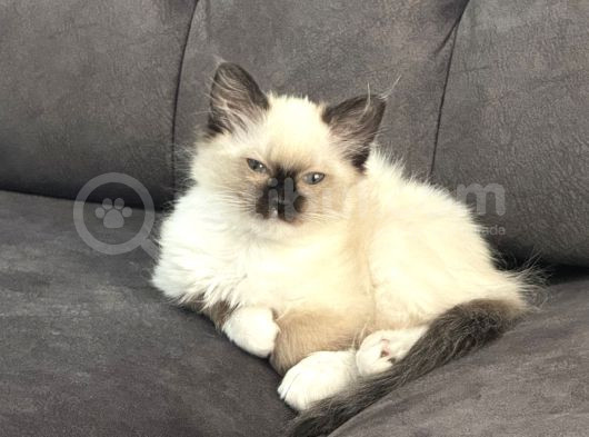 2 Aylık Erkek Ragdoll Bebeğimiz Yeni Yuvasını Arıyor görsel