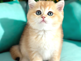 Lisanslı Üreticiden British Shorthair Golden