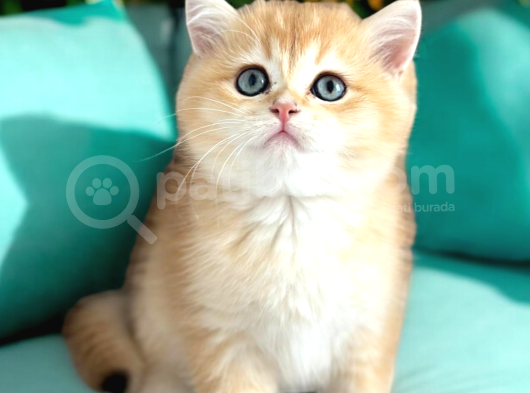 Lisanslı Üreticiden British Shorthair Golden görsel