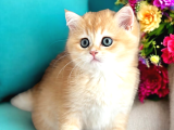 Lisanslı Üreticiden British Shorthair Golden