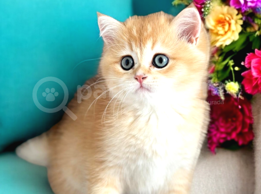 Lisanslı Üreticiden British Shorthair Golden görsel