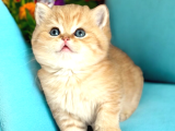 Lisanslı Üreticiden British Shorthair Golden