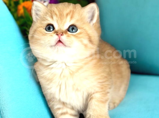 Lisanslı Üreticiden British Shorthair Golden