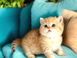 Lisanslı Üreticiden British Shorthair Golden