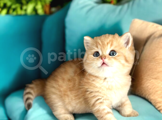 Lisanslı Üreticiden British Shorthair Golden görsel