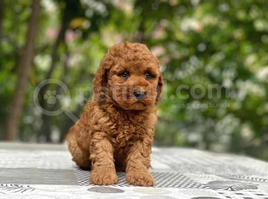 Mini Boy Puppy Kıpkırmızı Red Tooy Poodle  görsel