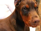Kızıl Efsanevi Doberman Estetikli Yavrular