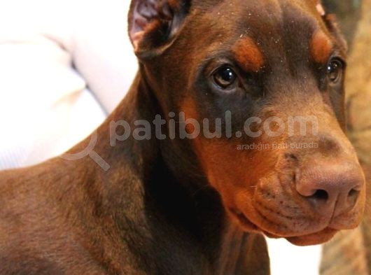 Kızıl Efsanevi Doberman Estetikli Yavrular görsel