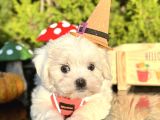 Mini boy maltese yavru 