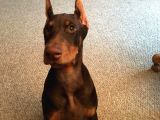 Kızıl Efsanevi Doberman Estetikli Yavrular