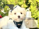 Mini Boy Maltese Yavru 