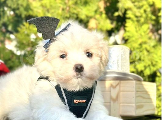 Mini Boy Maltese Yavru  görsel