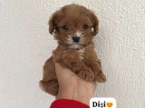 Mini boy puppy kıpkırmızı Red TOOY POODLE 