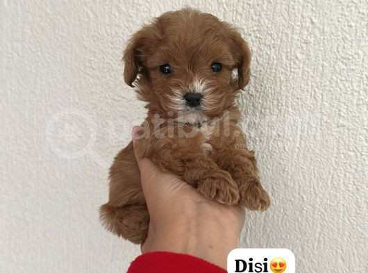 Mini Boy Puppy Kıpkırmızı Red Tooy Poodle 