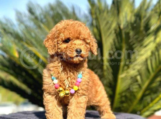 Kıpkırmızı Red Tooy Poodle Sevimli Yavrular 