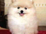 Ayı suratlı POMERRİAN BOO YAVRUMUZ 