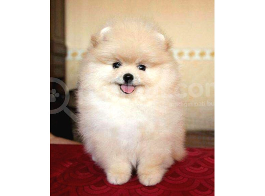 Ayı Suratlı Pomerri̇an Boo Yavrumuz 