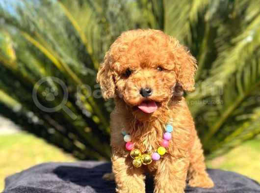 Tooy Poodle Cinsi Kıpkırmızı Red Mini Boy görsel