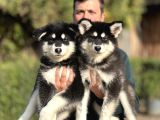 Safkan Alaskan Malamute Yavrularımız