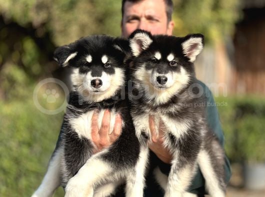 Safkan Alaskan Malamute Yavrularımız görsel