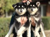Safkan Alaskan Malamute Yavrularımız