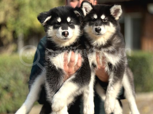 Safkan Alaskan Malamute Yavrularımız görsel