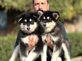 Safkan Alaskan Malamute Yavrularımız