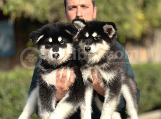 Safkan Alaskan Malamute Yavrularımız görsel