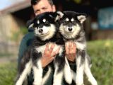 Safkan Alaskan Malamute Yavrularımız