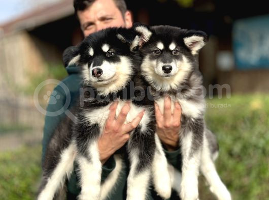 Safkan Alaskan Malamute Yavrularımız görsel
