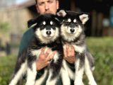 Safkan Alaskan Malamute Yavrularımız