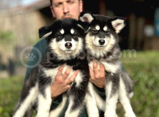Safkan Alaskan Malamute Yavrularımız