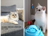 SECERELİ YETİŞKİN KEDİLER