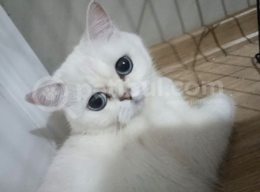 Secereli̇ Yeti̇şki̇n Kedi̇ler görsel