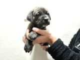 CANE CORSA YAVRULAR