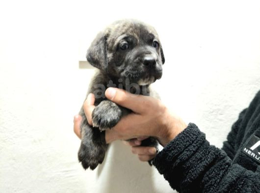 Cane Corsa Yavrular