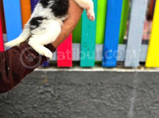 Bordercollie Yavrular görsel