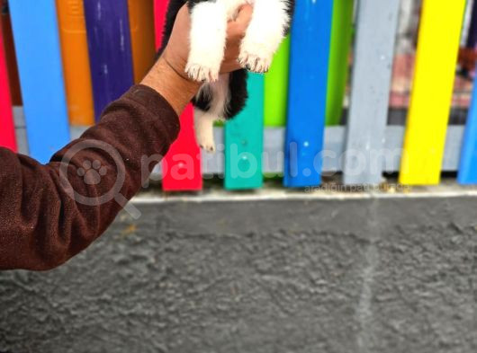 Bordercollie Yavrular görsel