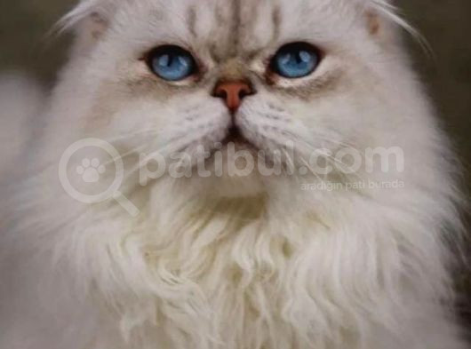 Secereli̇ Yeti̇şki̇n Bri̇ti̇sh Longhai̇r