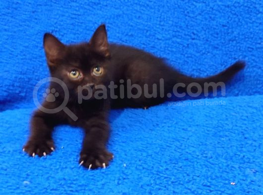 Mükemmel Bi̇r Kara Ponçi̇k Kaçirilmaz görsel