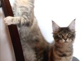 Muhteşem Renk Ve Dopdolu Secereli Safkan Maine Coon