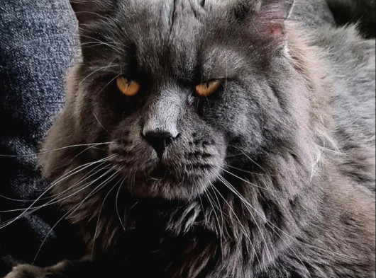 Muhteşem Renk Ve Dopdolu Secereli Safkan Maine Coon görsel