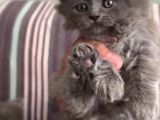 British Longhair BluePoint Oyuncu Yavrularım