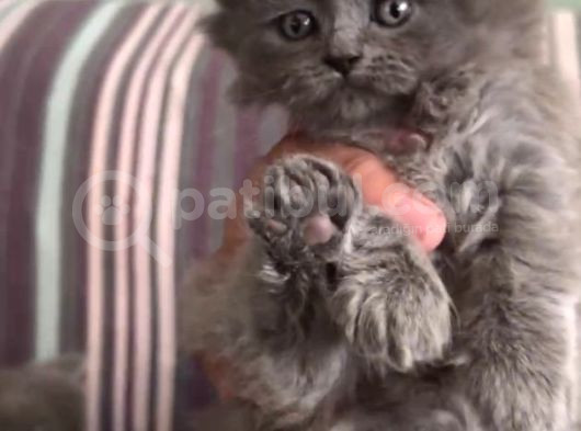 British Longhair Bluepoint Oyuncu Yavrularım