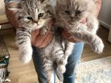 British Shorthair BluePoint Son Kalan Oğlum