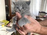 British Shorthair BluePoint Evimin Yavruları